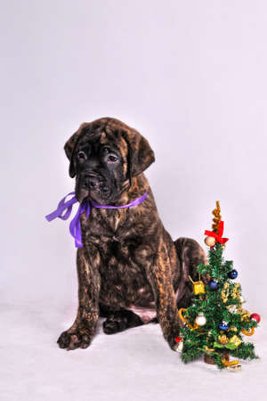 Cute Puppy sitting near a Christmas treeの写真素材