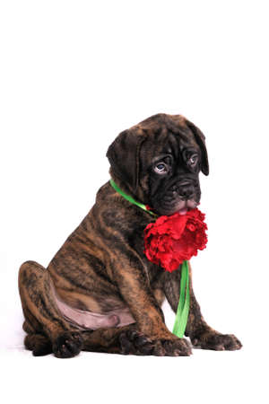 Shy Puppy sitting with a flowerの写真素材