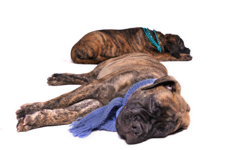 Two wonderful puppies sleeping with a scarf and necklaceの写真素材