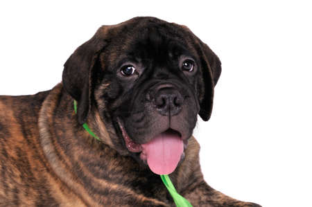 Close-up Portrait of Bullmastiff Puppyの写真素材