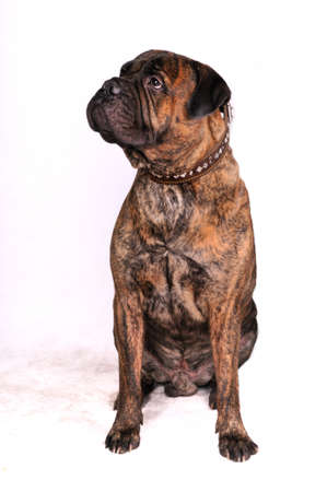 Big Adult Bulmastiff in Sitting Positionの写真素材