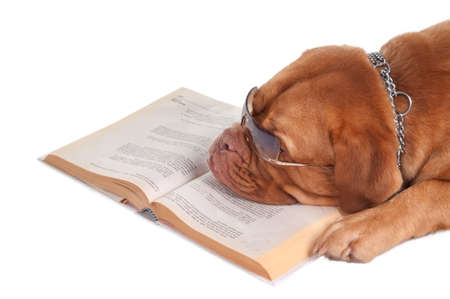 Dogue de bordeaux is having a break after reading its lessonsの写真素材