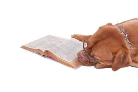 Dog de bordeaux is tired of reading a bookの写真素材