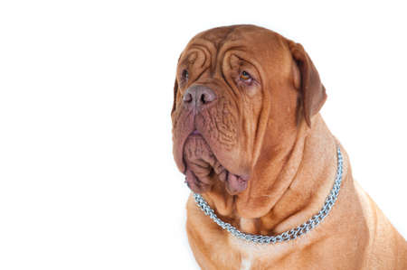 Big, serious looking dogue de bordeauxの写真素材