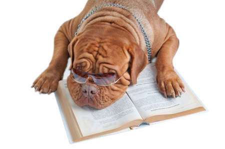 Dogue de bordeaux is having a break after reading a bookの写真素材