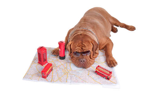 Dog de bordeaux is planning a trip to Londonの写真素材