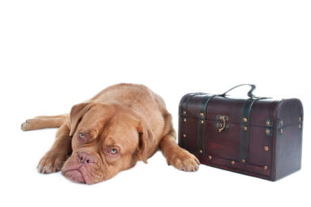 Dog with its luggage packed in a trunkの写真素材