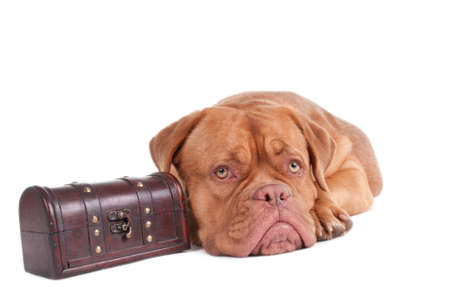 Dog ready to go on a tripの写真素材