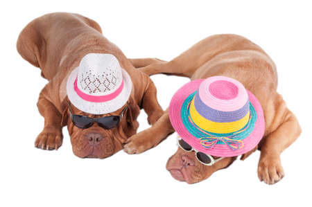 Two dogs with summer hats and sunglasses ready for holidayの写真素材