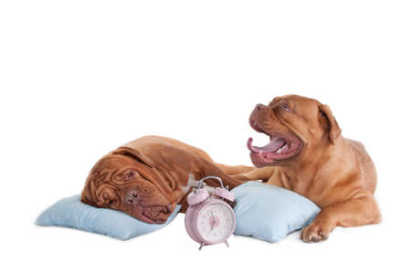 Two big dogs waking-up at 7 o'clockの写真素材