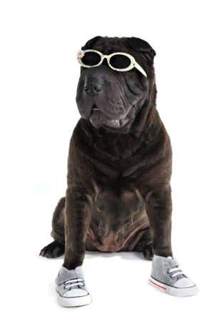 Sporty casual Shar-pei in glasses and shoesの写真素材