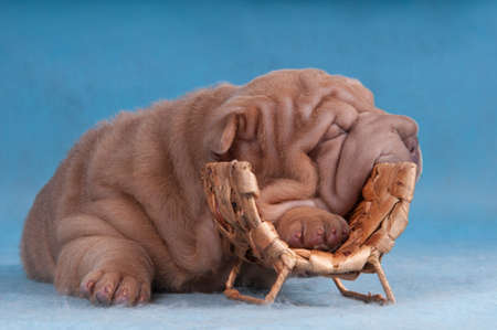 Shar-Pei Puppy Sleeping on Wine Bottle Hangerの写真素材