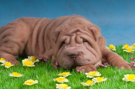 Shar-Pei Dog sleeping on grass with flowersの写真素材