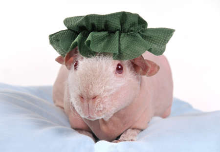 Funny Guinea Pig in Green Hatの写真素材
