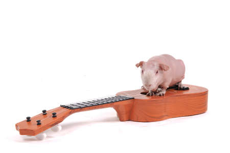 Rodent Musician on Guitarの写真素材