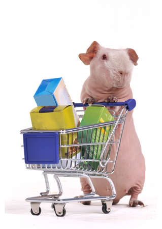 Funny Shopper - Bald Guinea Pigの写真素材