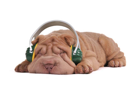 Puppy of Shar-Pei is dreaming while listening to musicの写真素材
