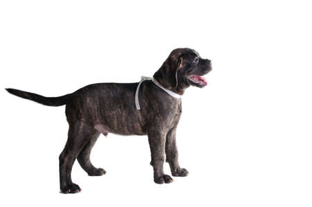 Cute puppy standing aside with a mouth  openの写真素材