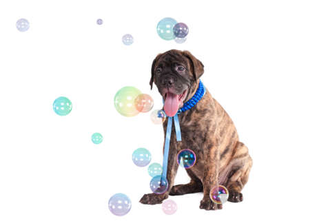 Modern Stylish puppy  playing with Soap Bubblesの写真素材