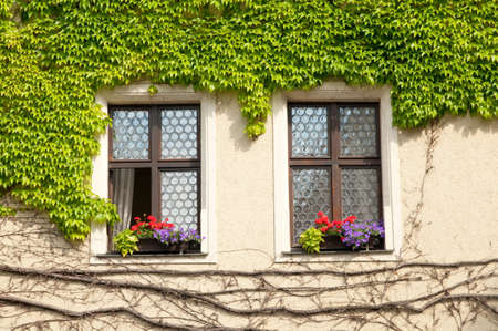 Two windows with flowers and green leafsの写真素材