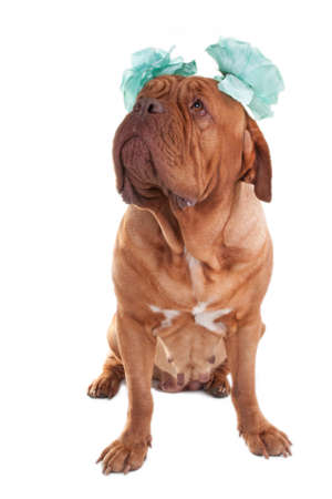Dogue de bordeaux with blue bows looking upの写真素材