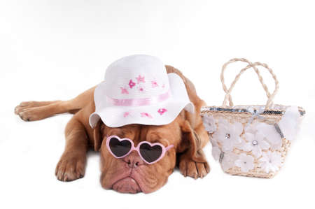 Dogue de bordeaux  ready to go on holidayの写真素材