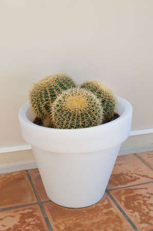 Three decorative cactuses  in a white  pot on the floorの写真素材