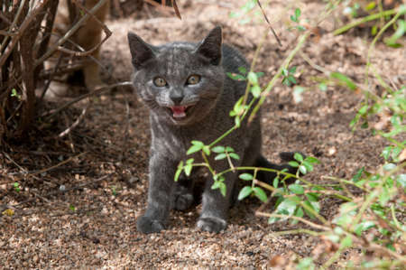 Little kitten hiding in the gardenの写真素材