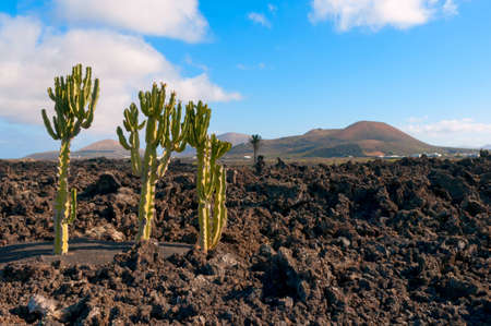 Volcanic landscape with cactuses, Lanzarote Island, Spainの写真素材
