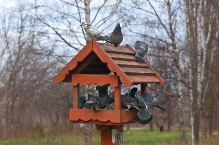 Many Pigeons in a bird Feederの写真素材