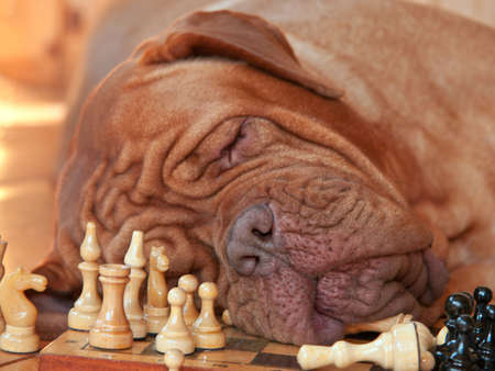 Big Dog got tired of a long chess gameの写真素材