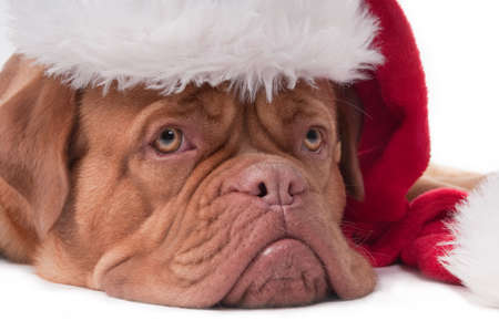 Dogue de bordeaux with red Santa hatの写真素材