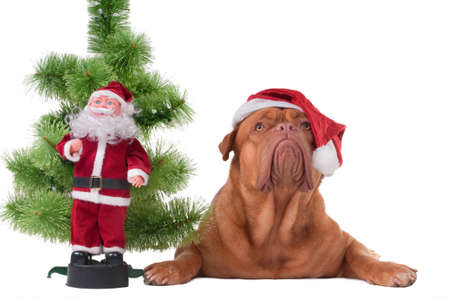 Dog with Santa's cap lying next to a Christmas tree and Santa toyの写真素材