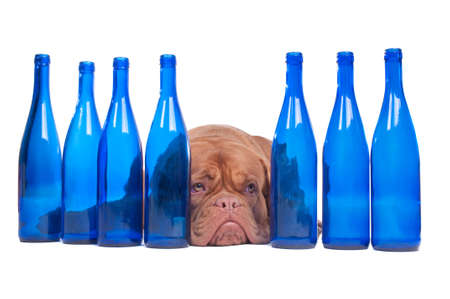 Dogue de bordeaux lying between empty wione bottlesの写真素材