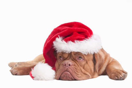 Tired dogue de bordeaux with Santa hatの写真素材