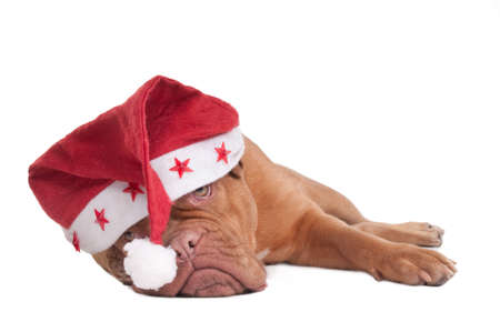 Dogue de bordeaux with Starry Christmas Hatの写真素材
