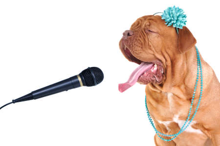 Singing Big Dog Portrait Close-Upの写真素材