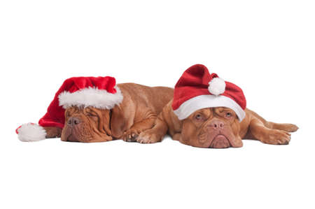 Two dogs with Christmas Hats waiting for Santaの写真素材