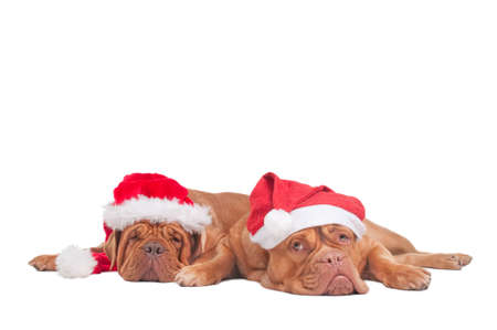 Two dogs with Christmas Hats waiting for Santaの写真素材