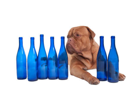 Dogue de bordeaux lying between empty blue bottlesの写真素材