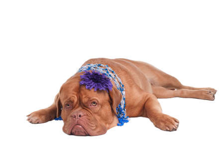 Dogue De Bordeaux with jewellery  on its neckの写真素材