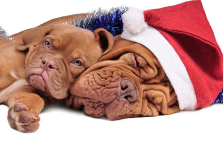 Puppy and its mom in Christmas decorationsの写真素材