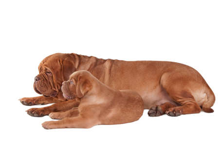 Puppy and dogue de bordeaux lying next to one anotherの写真素材