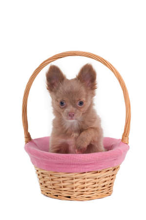 Chihuahua puppy sitting in a handmade basketの写真素材