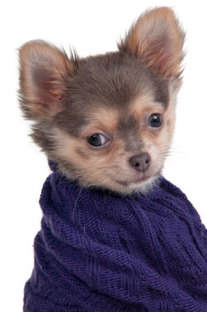 Portrait of a tiny Chihuahua dog with a blue sweaterの写真素材