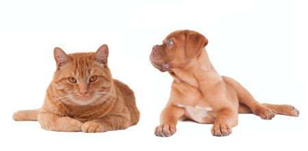 Puppy looking at the kitten with paws stretched ahead isolated on white backgroundの写真素材