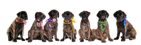 Seven 3 months old puppies of bullmastiff in front of the white backgroundの写真素材