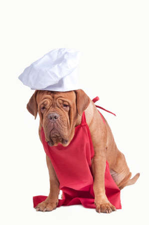 Big dog of dogue de boedeaux breed dressed as an italian pizza maker isolated on white backgroundの写真素材