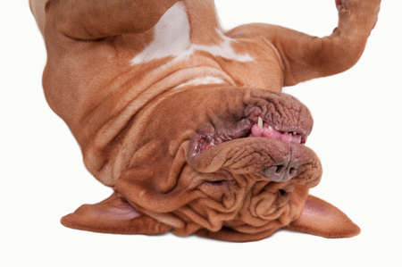 Close up of Dogue De Bordeaux puppy lying upside down and sleeping isolated on white backgroundの写真素材