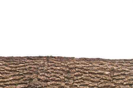 Close-up of Isolated stump/ stub with wooden crust textureの写真素材